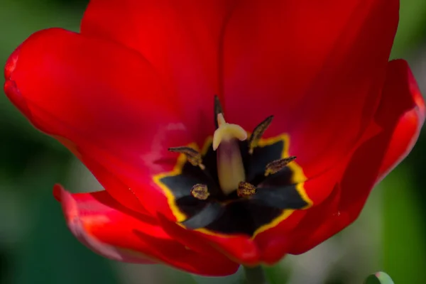 Macro Tulipa Estames Close Flor Primavera Jardim Única Tulipa Cor — Fotografia de Stock