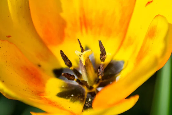 Makro Tulpenstaubgefäße Nahaufnahme Der Frühlingsblume Garten Einzelne Gelbe Tulpe Saisonale — Stockfoto