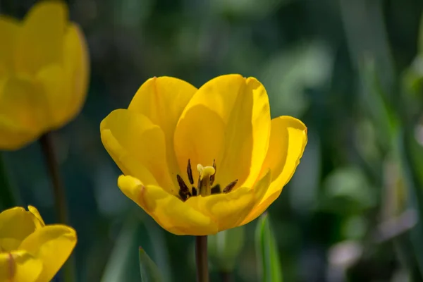 Beautiful Spring Flower Garden Yellow Colored Tulips Close Stamens Seasonal — Stock Photo, Image