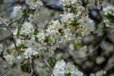 Ekşi kiraz ağacı çiçeği, ilkbaharda mavi gökyüzünde beyaz narin çiçekler, seçici odak, mevsimlik bitki örtüsü.