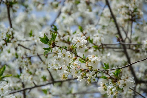 Kwaśny Kwiat Wiśni Białe Delikatne Kwiaty Wiosną Błękitnym Niebie Selektywne — Zdjęcie stockowe