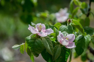 Ayva çiçeği, bahar mevsiminde pembe narin çiçekler ve tomurcuklar, seçici odak, mevsimlik bitki örtüsü.