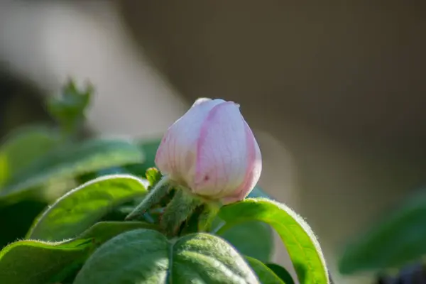 Flor Marmeleiro Flores Tenras Rosa Botões Estação Primavera Foco Seletivo — Fotografia de Stock