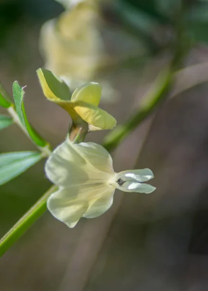 Petite Fleur Sauvage Blanche Dans Jardin Fleur Jaune Pâle Feuilles — Photo