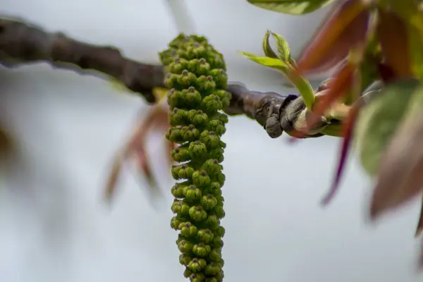 Floresce Nogueira Folhas Jovens Árvore Estação Primavera Flora Sazonal Close — Fotografia de Stock