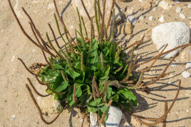 Sahilde bitki yetiştirme bitkisi, geniş yapraklı yeşil muz yaprakları, beyaz adamın ayak bitkisi, doğa, şifalı bitki.