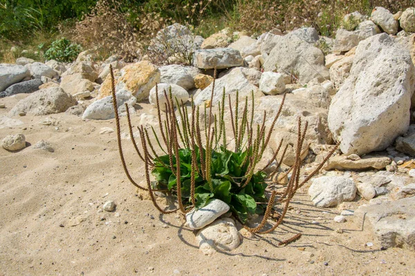 Rostlina Kvetoucí Pláži Zelené Listy Plantejnu Bělošská Noha Příroda Léčivá — Stock fotografie
