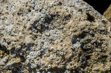 Sahildeki bir kayaya gömülü doğal doku, midye ve istiridye kabukları, soyut arka plan.