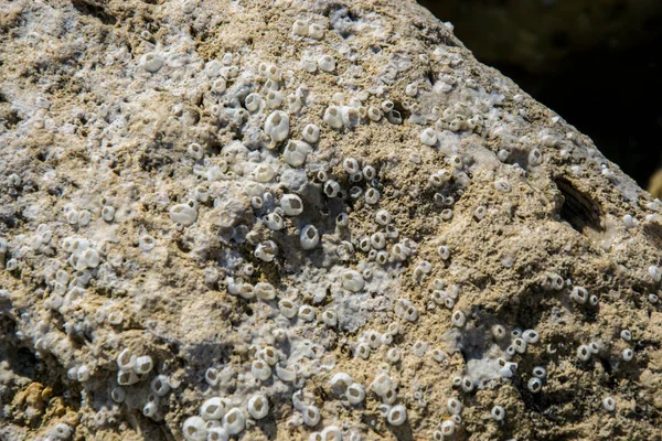 天然质感 藤壶和牡蛎壳嵌在海滩上的岩石上 抽象的背景 — 图库照片