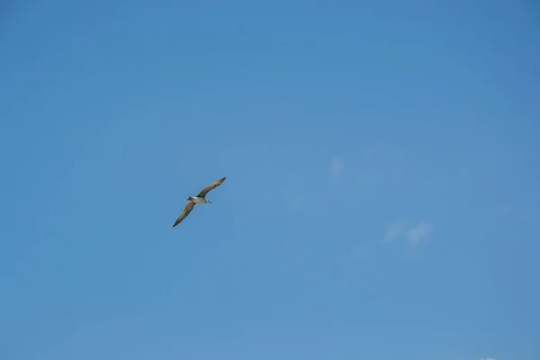 Vida Selvagem Animal Aves Solteiras Voando Céu Único Voo Gaivota — Fotografia de Stock