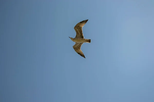 Vida Silvestre Animal Aves Solteras Volando Cielo Vuelo Gaviota — Foto de Stock