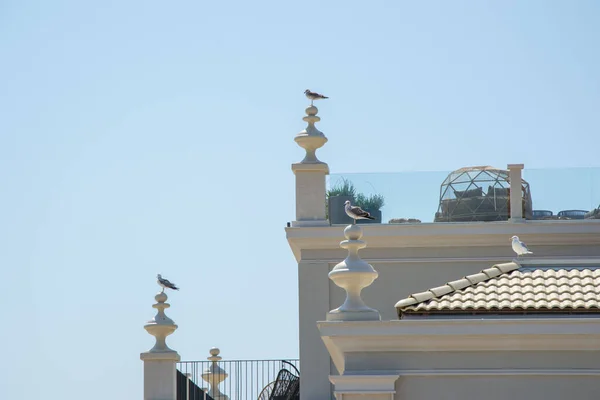 Mouettes Sommet Bâtiment Toit Ciel Bleu Nature — Photo