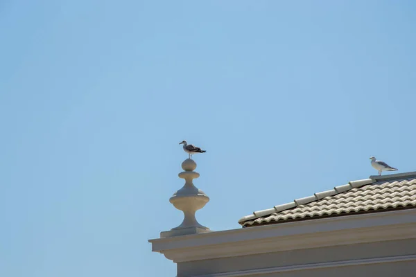 Gaviotas Parte Superior Edificio Azotea Cielo Azul Naturaleza — Foto de Stock