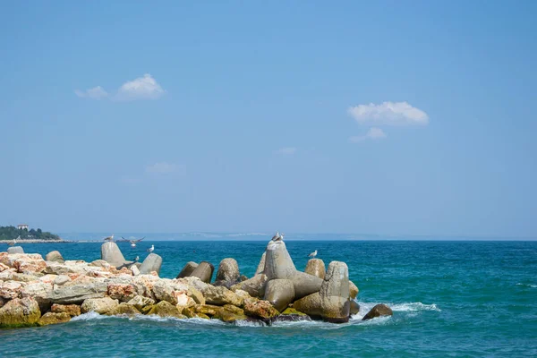 海の崖の上の鳥 青い空と海 夏にパーチ — ストック写真