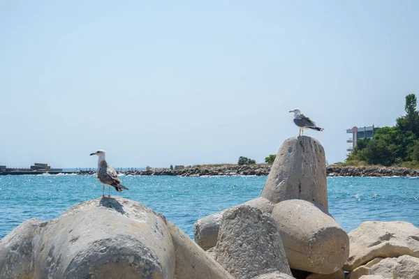 Gaviota Posada Sobre Rompeolas Pájaro Sobre Acantilado Mar Aire Libre — Foto de Stock