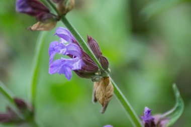 Bahçede adaçayı ya da Salvia çiçeği, baharda açan mavi çiçek, açık havada doğa, çay için bitkisel bitki, seçici odak