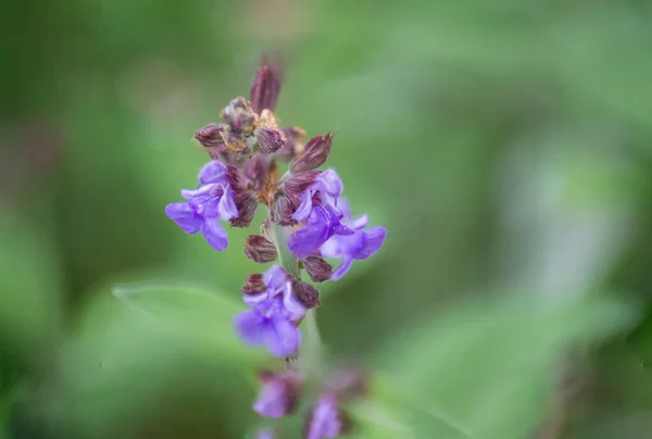 Zsálya Vagy Salvia Officinalis Kertben Tavasszal Kék Virág Virágzik Természet — Stock Fotó