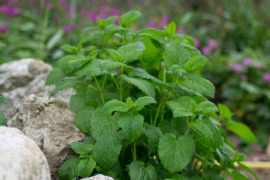 Melissa officinalis ya da limon merhemi bahçede yeşil yapraklar, gündüz vakti, açık havada bitki yetiştirme, yenilebilir bitki yetiştirme,