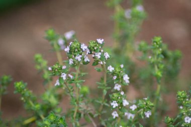Thymus vulgaris ya da bahçede yaygın kekik, bahçede çiçek açan yenilebilir bitki, soluk pembe çiçek, tam kare