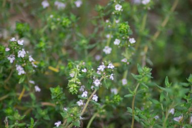 Thymus vulgaris ya da bahçede yaygın kekik, bahçede çiçek açan yenilebilir bitki, soluk pembe çiçek, tam kare