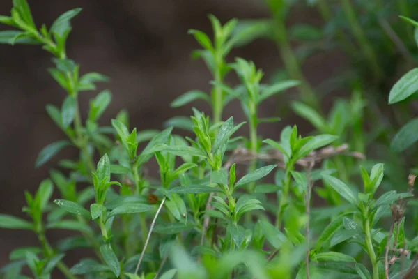 Mountain savory or Satureja montana herb in the garden, green leaves, full frame, edible herbal plant for seasoning
