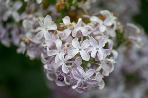 Gros Plan Lilas Rose Fleurs Fleurs Printemps Macro Nature Plein — Photo