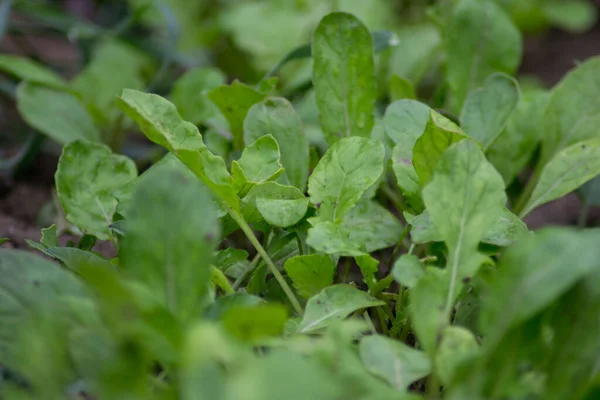 Arugula Kertben Szabadban Zöld Levelek Háttér Ehető Gyógynövény Növényi Levél — Stock Fotó