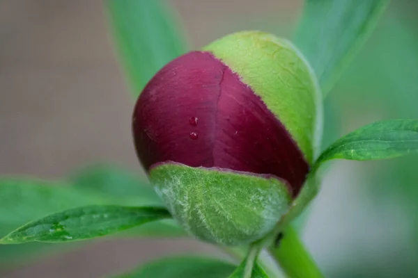 Nahaufnahme Von Roten Pfingstrosen Knospe Garten Makro Burgunder Pfingstrose Blume — Stockfoto