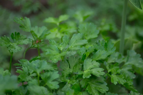Parsley in the garden outdoors, green leaves background, edible herb, plant leaf, organic vegetable garden