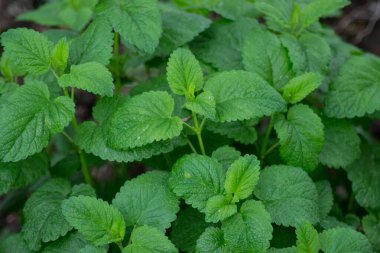 Melissa officinalis ya da limon merhemi bahçede yeşil yapraklar, gündüz vakti, açık havada bitki yetiştirme, yenilebilir bitki yetiştirme,