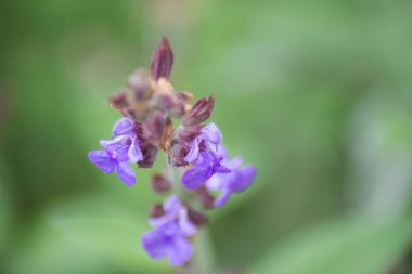 Bahçede adaçayı ya da Salvia çiçeği, baharda açan mavi çiçek, açık havada doğa, çay için bitkisel bitki, seçici odak