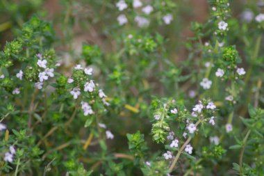 Thymus vulgaris ya da bahçede yaygın kekik, bahçede çiçek açan yenilebilir bitki, soluk pembe çiçek, tam kare