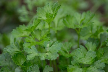 Bahçede maydanoz, yeşil yapraklar arka plan, yenilebilir bitki, bitki yaprağı, organik sebze bahçesi.