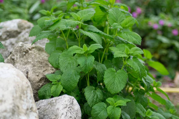 Melissa officinalis ya da limon merhemi bahçede yeşil yapraklar, gündüz vakti, açık havada bitki yetiştirme, yenilebilir bitki yetiştirme,