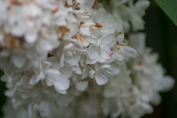 Gros Plan Lilas Blanc Fleurs Fleurs Printemps Macro Nature Plein — Photo