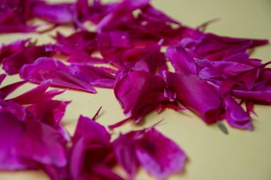 Sarı arka planda pembe renkli şakayık yaprağı dokusu. Burgundy şakayıkları, düz yatış, çiçekli düğün, Sevgililer Günü fon konsepti, tam çerçeve