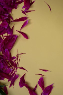 Pembe renkli şakayık yapraklı arka plan. Kopya alanı, mesaj için boş alan, Burgundy şakayık dokusu, düz yatak, çiçek düğünü, Sevgililer Günü fon konsepti, 