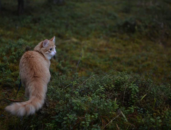 Andando Gato Vermelho Floresta Escura Podporozhye — Fotografia de Stock