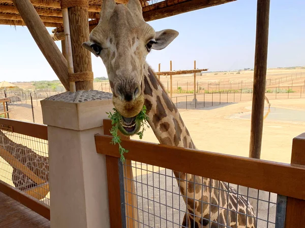 Belle Girafe Mange Herbe Dans Zoo Girafe Dit Bonjour — Photo