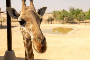 Güzel zürafa suratlı, hayvanat bahçesinde zürafa kafası yakın çekim. Zürafa 