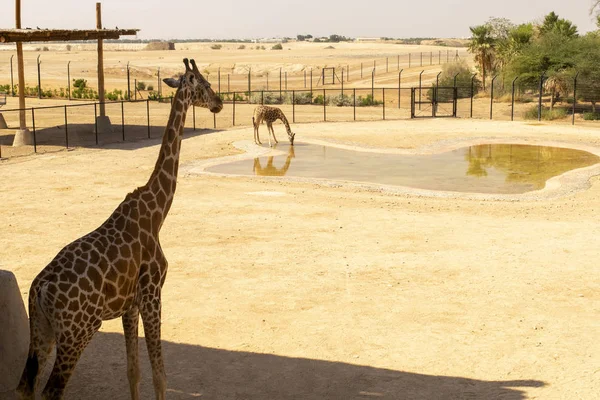 Deux Belles Girafes Dans Désert Girafe Est Eau Potable — Photo