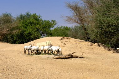 Herd of Arabian Oryx in zoo. Arabian antelopes in their natural habitat.  clipart