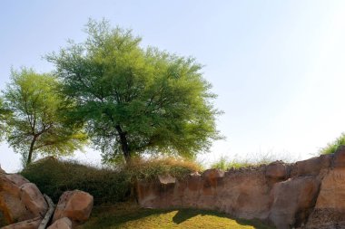 Uae 'de taşlanmış bir tepede büyük bir çöl ağacı..  