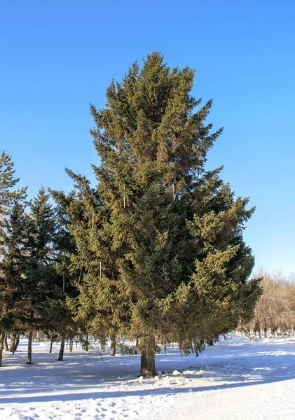 Big beautiful pine tree as foreground of public park in a sunny winter day. Huge old pine in winter time on coniferous trees background. Gigantic Xmas tree.