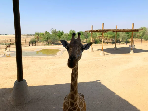 Beautiful giraffe portrait with long neck, close up of giraffe head in zoo. Giraffe looks straight to the camera.