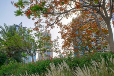 Dubai / BAE - 26 Mayıs 2020: Jumeirah Lakes Kuleleri 'nin gökdelenleri ve birçok yeşil ağacın olduğu park manzarası. JLT 'deki konut binaları. Gün batımında açmakta olan kraliyet çiçeğinin yaprakları arasında.. 