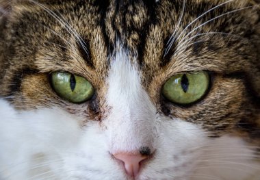 Şirin, kabarık gözlü yeşil memnun kedi portresi. Kedinin adı Badem.