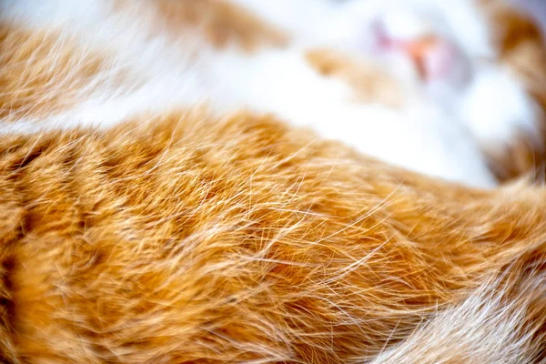 Yellow dense cat hair. Close-up of yellow cat fur for texture or background. Fine cat feather color transition
