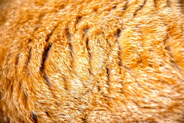 Gelbes Dichtes Katzenhaar Nahaufnahme Von Gelbem Katzenfell Für Textur Oder — Stockfoto