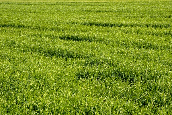 Grasveld Groen Voorjaarslandschap Weelderige Prachtige Gazons — Stockfoto